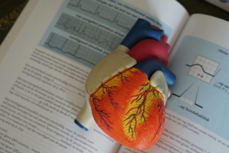 Heart disease prevention primary care anatomical heart model at Norvinia Health
