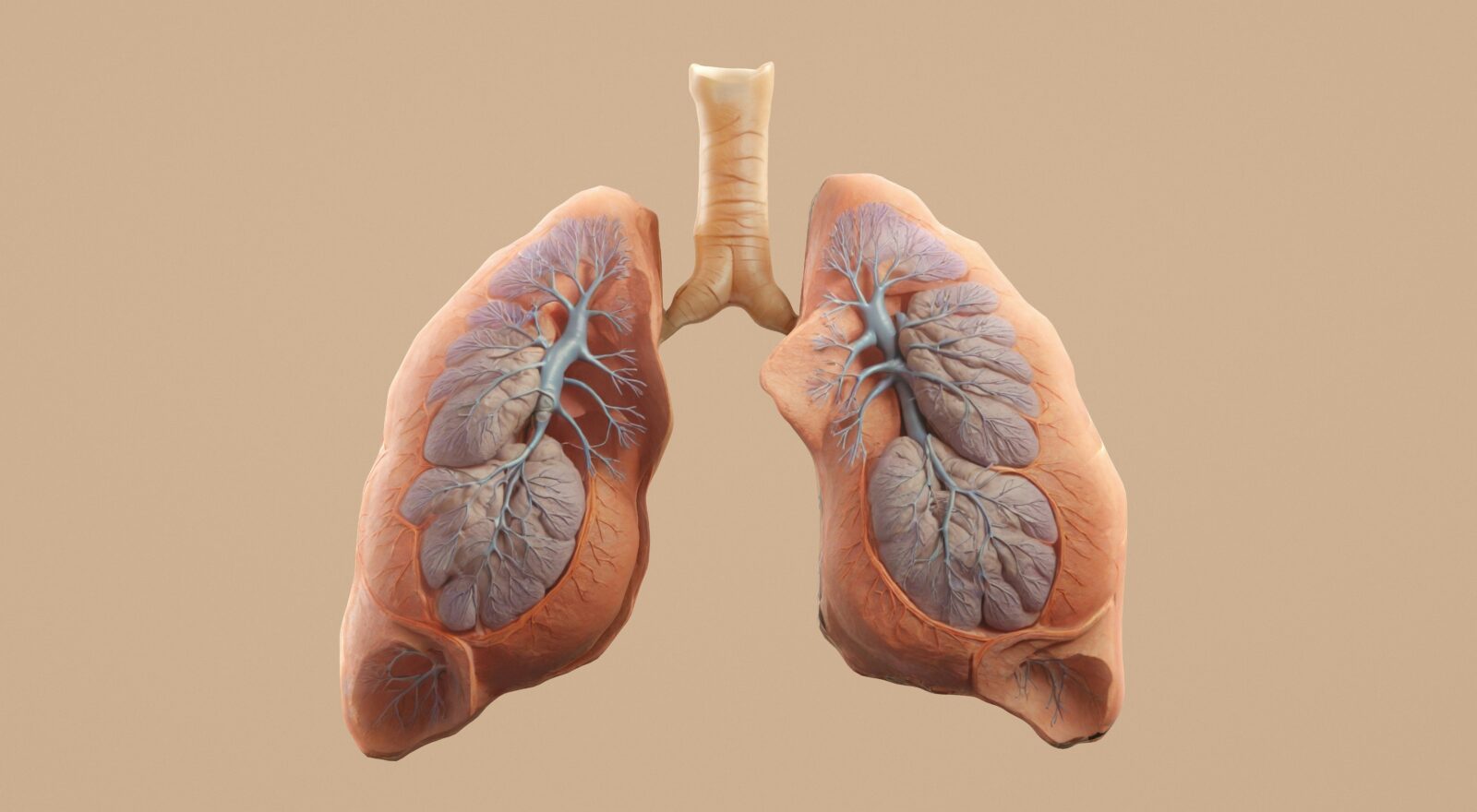 Primary Care Chronic Obstructive Pulmonary Disease (COPD): Diagnosis and Management 7 Lung anatomy model representing COPD treatment Fairfax care